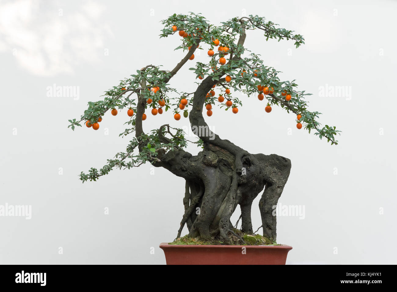 Bonsai Baum mit orange Früchte gegen weiße Wand Stockfoto