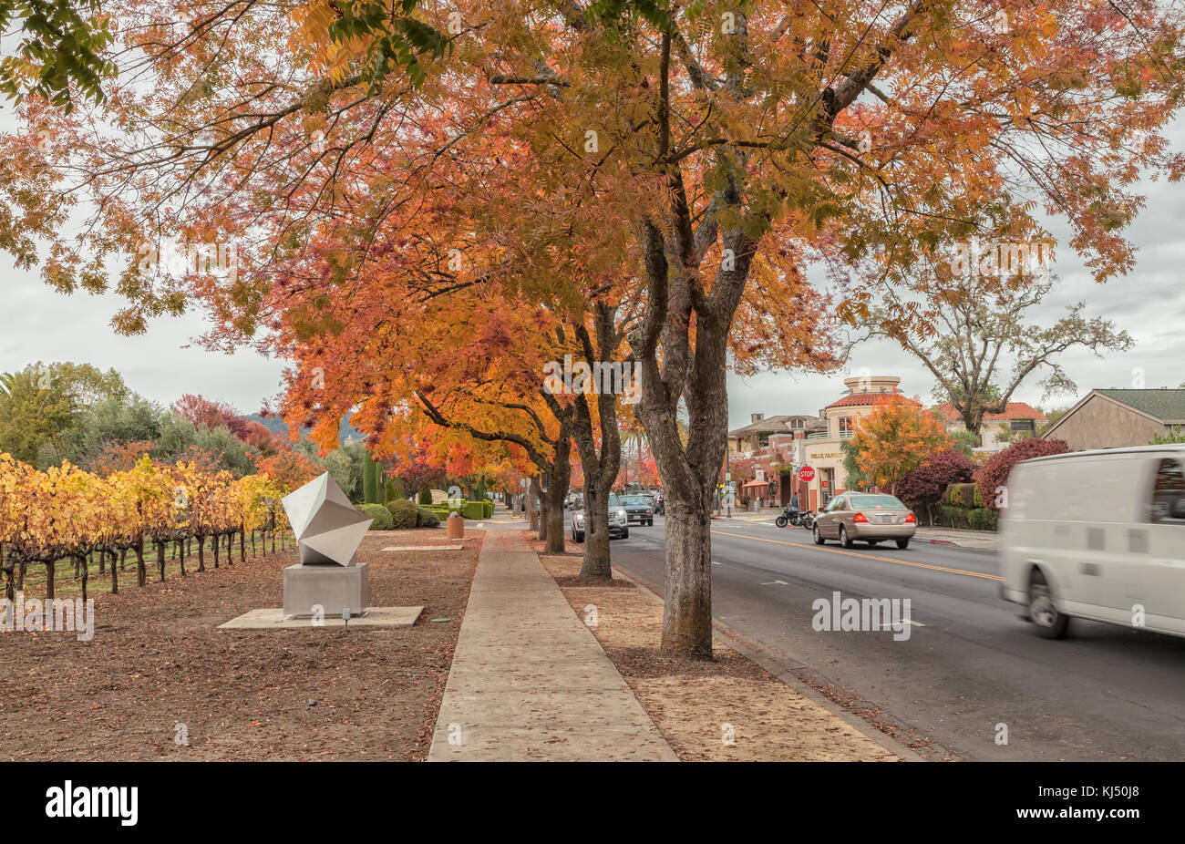Chinesische pistache (Pistacia chinensis), in den Farben des Herbstes, auf der Straße von Yountville, Napa Valley, Kalifornien, USA. Stockfoto