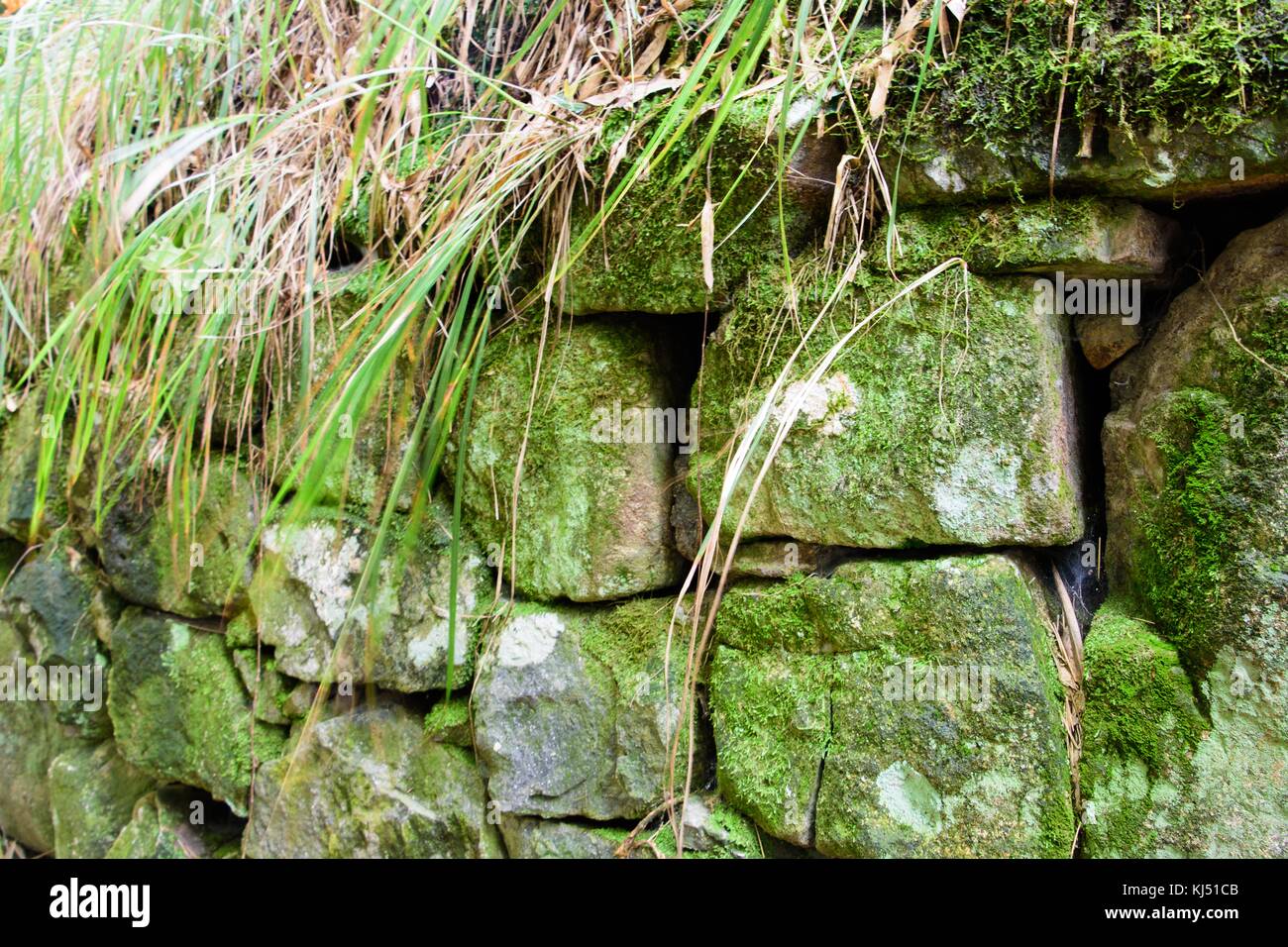 Stein mit Moos wächst auf Moganshan in China Stockfoto