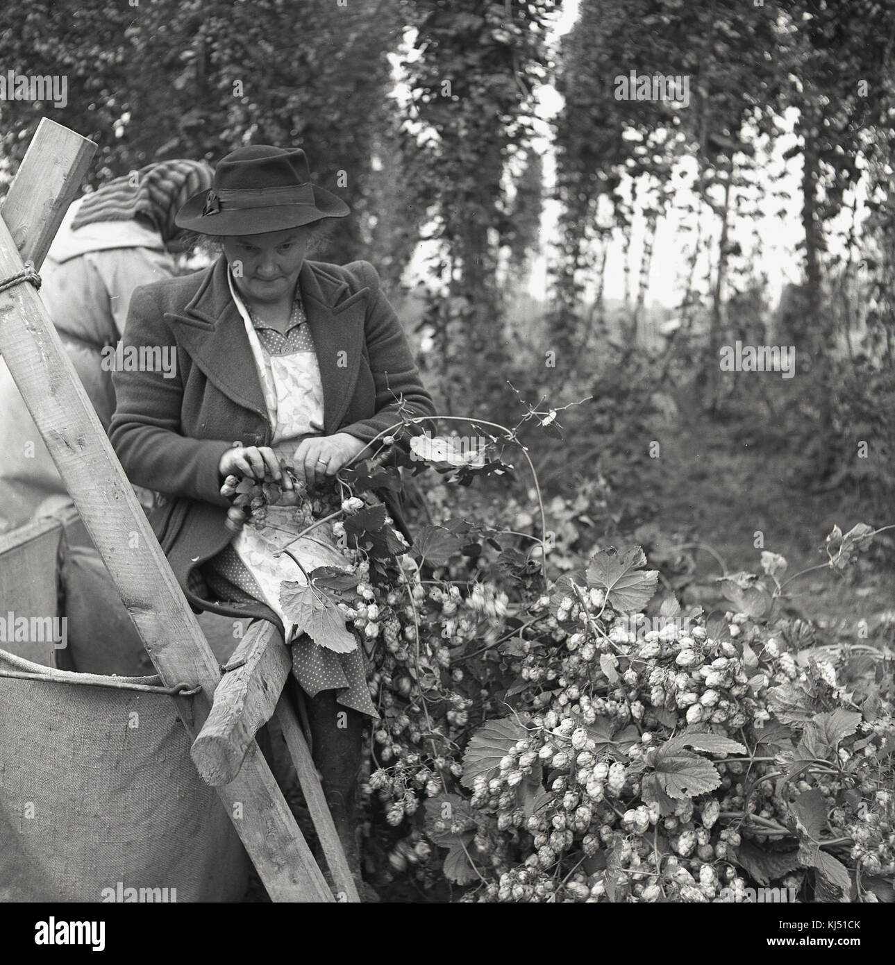 1950, historische, eine weibliche Hopper, eine Frau Entnahme Hopfen in einem Hop Garten, England, UK. Stockfoto