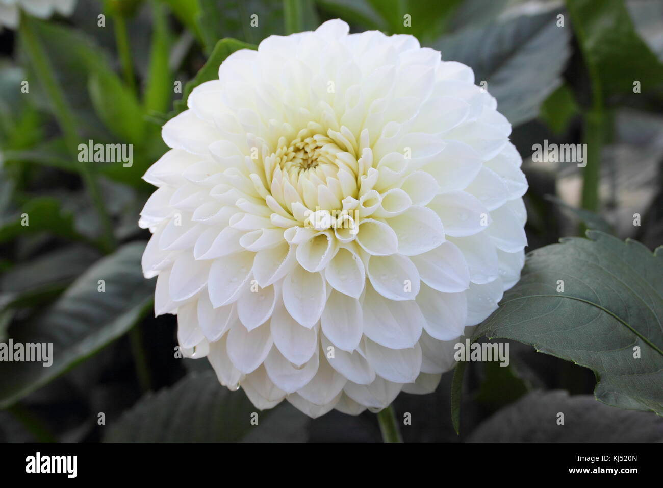 Dahlie 'Westerton Eiskappe', in voller Blüte am National Dahlia Society versuch Garten, Golden Acre Park, Leeds, England, Großbritannien Stockfoto