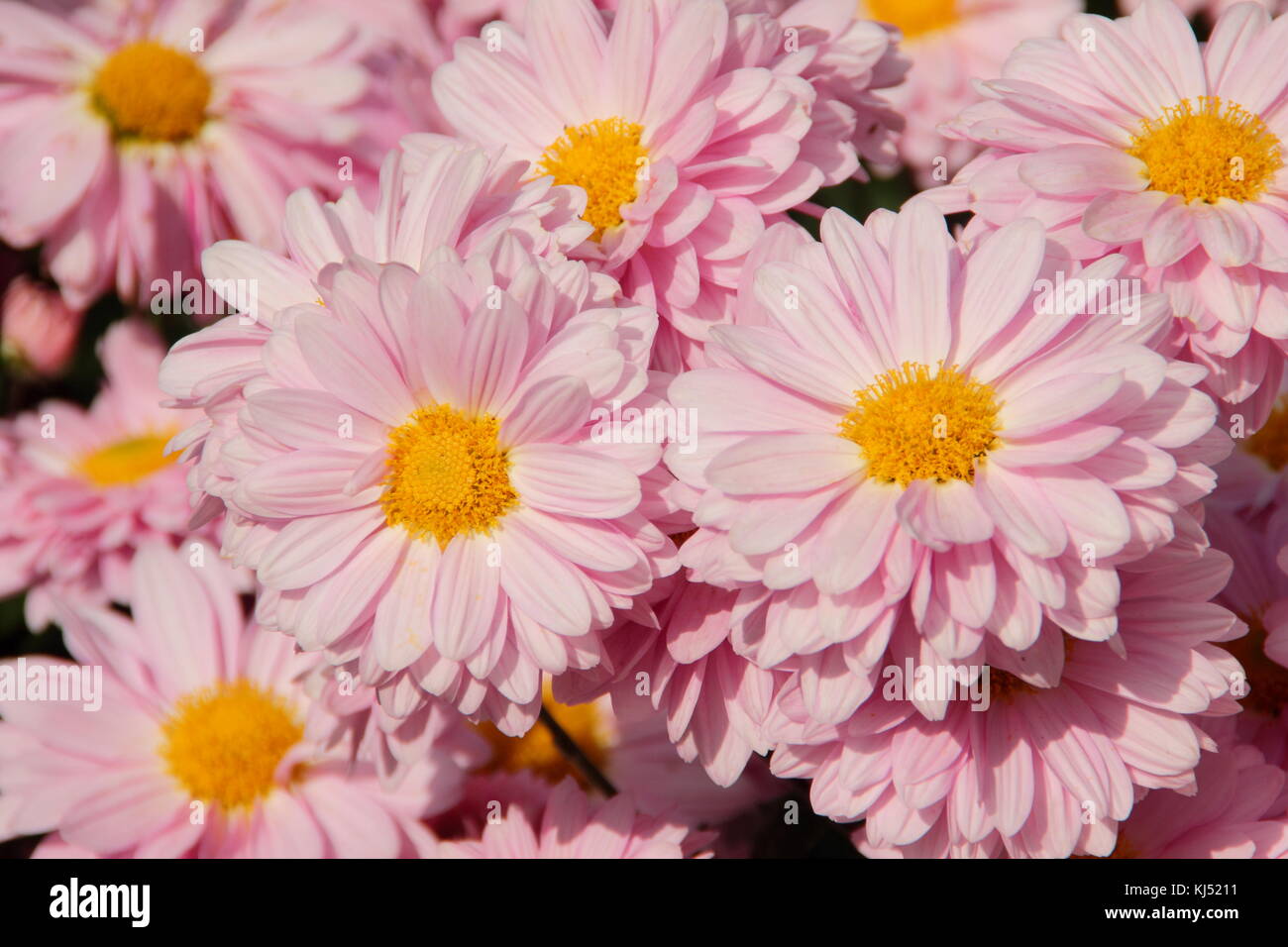 Chrysantheme' Enbee Wedding" in voller Blüte in einem Englischen Garten im Spätsommer (September), UK Stockfoto