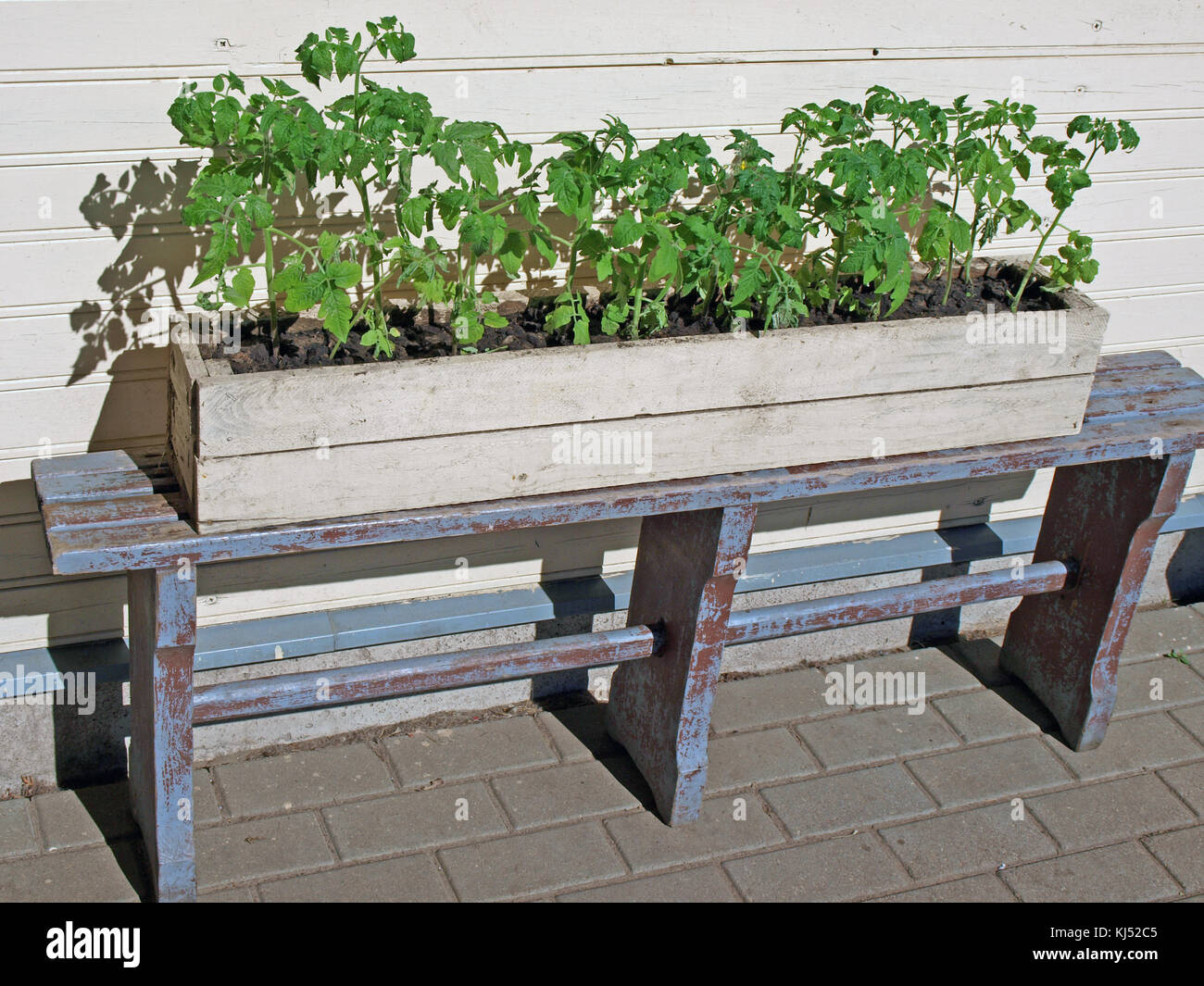 Junge Tomaten Pflanzen wachsen in der Holzkiste auf der Werkbank outdoor. Stockfoto