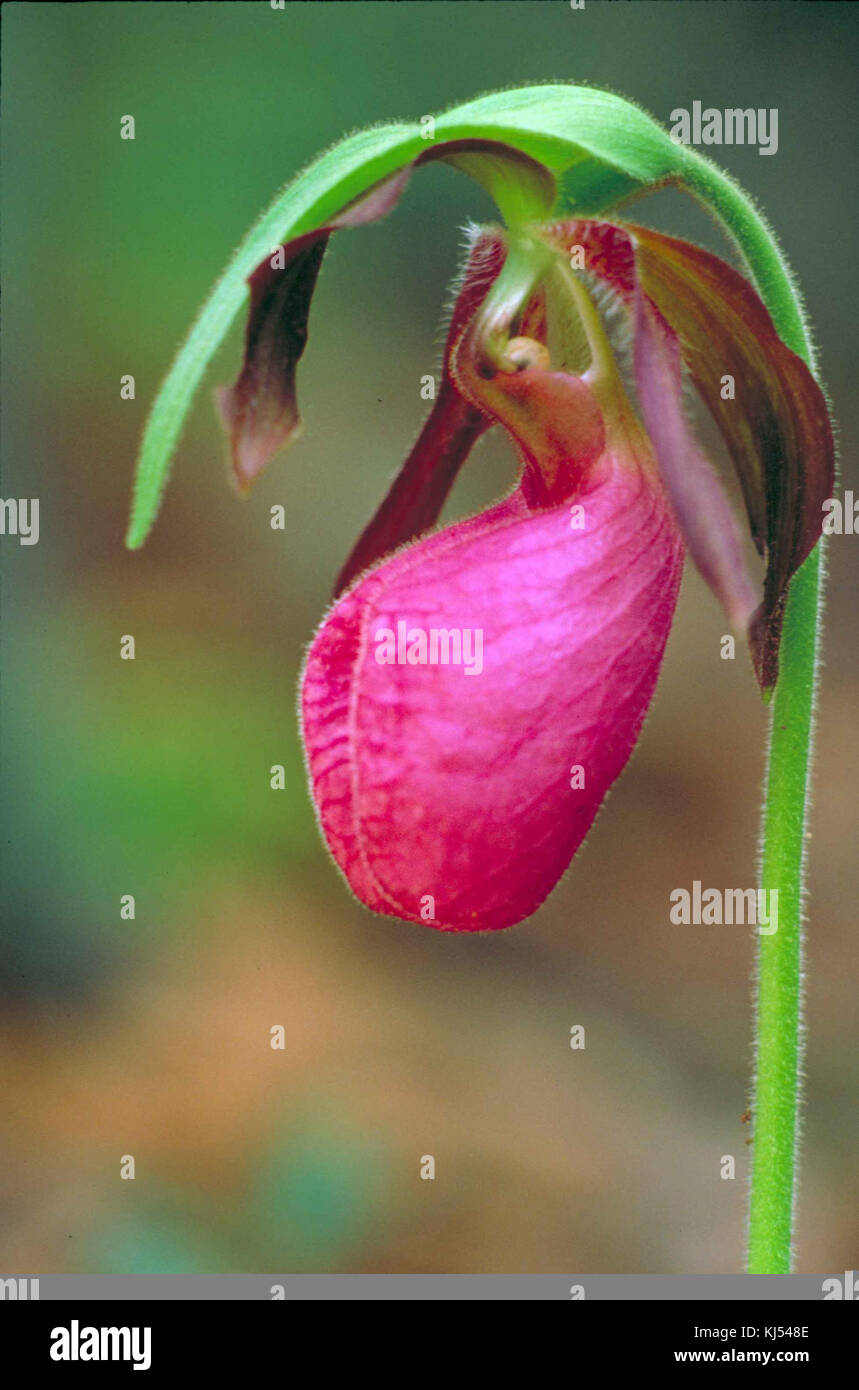 In der Nähe von dunklen Pink Lady Slipper orchid oder Mokassin Blume cypripedium acaule Stockfoto