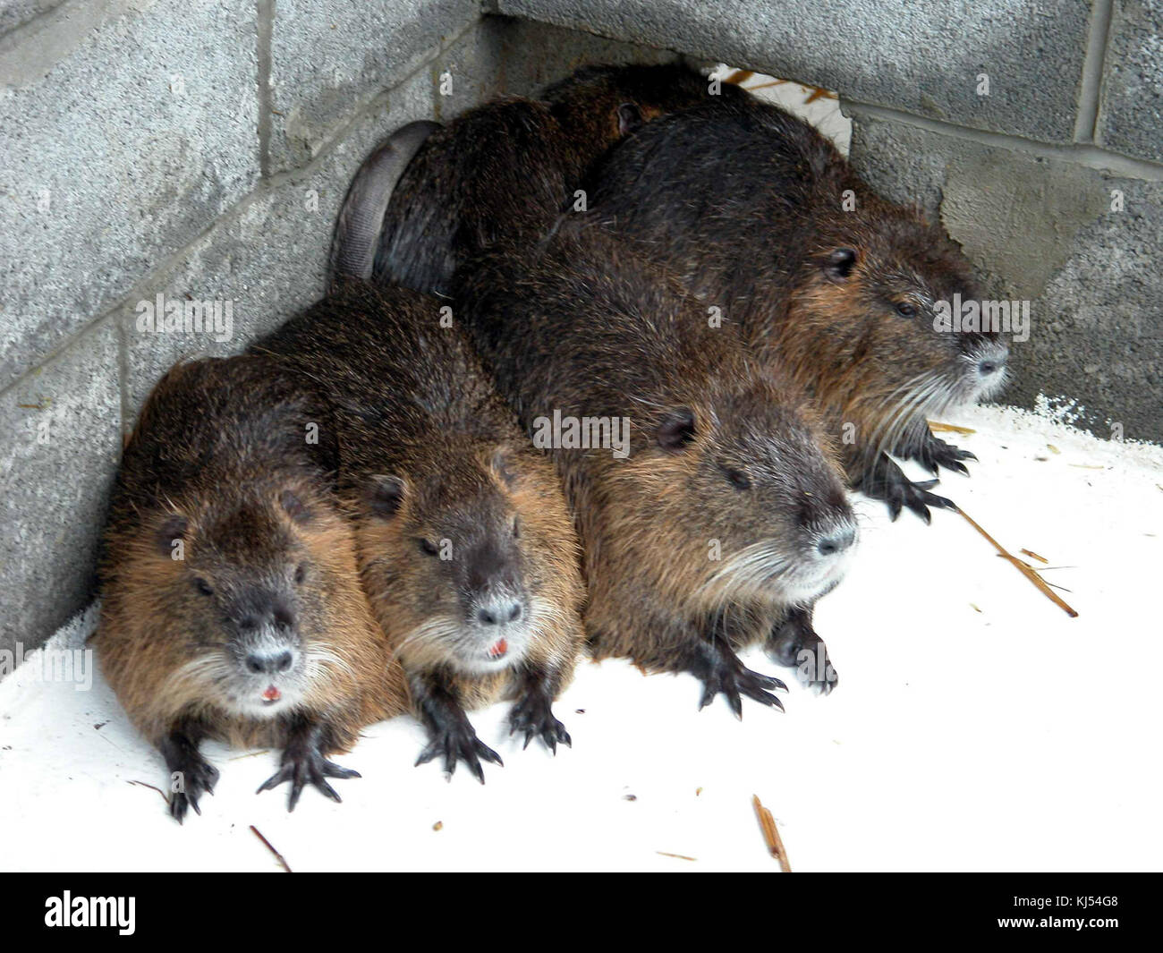 Diese Nahaufnahme zeigt ein Nutria, auch bekannt als Coypu (Myocastor coypus), ein großes, halbaquatisches Nagetier, das in Südamerika beheimatet ist. Sie kommt oft in Feuchtgebieten vor und ist bekannt für ihre Pelze und ihre Fellfüße. Stockfoto
