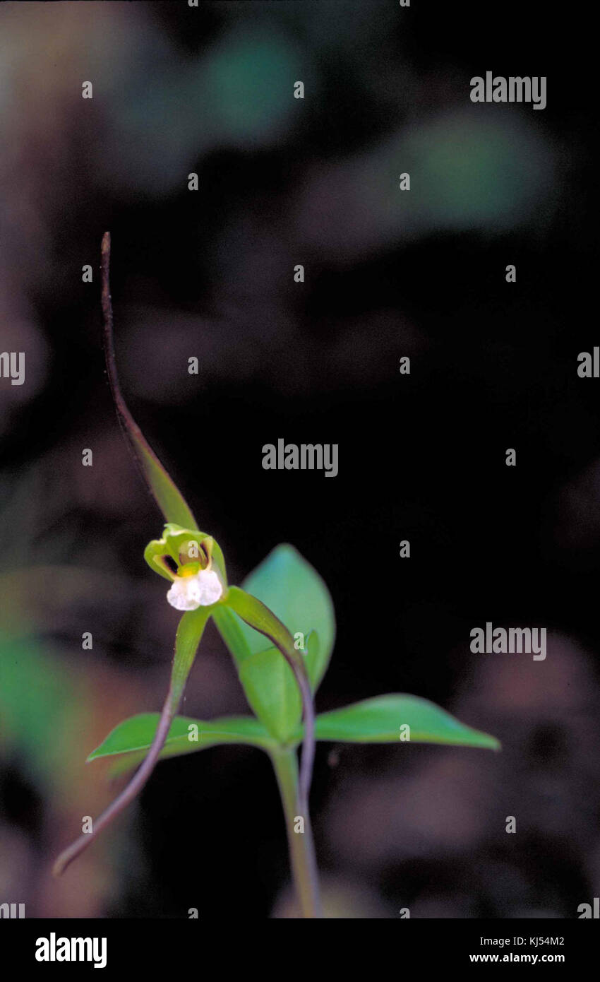 In der Nähe von kleinen Grün Weiß und Burgund orchid Blossom Stockfoto