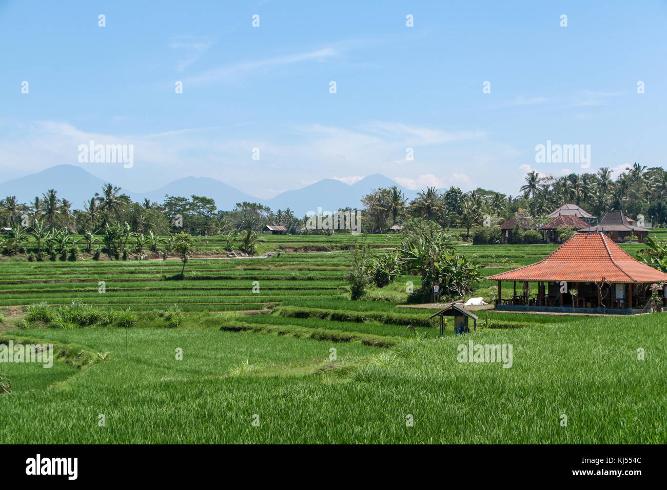 Paddy Reisfelder - Bali - Indonesien Stockfoto