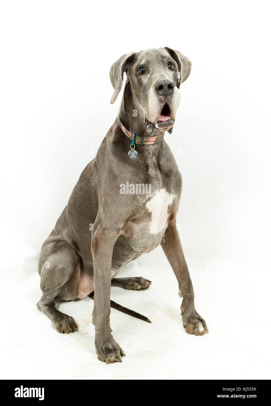 Great Dane dog sitting auf weißem Hintergrund Stockfoto