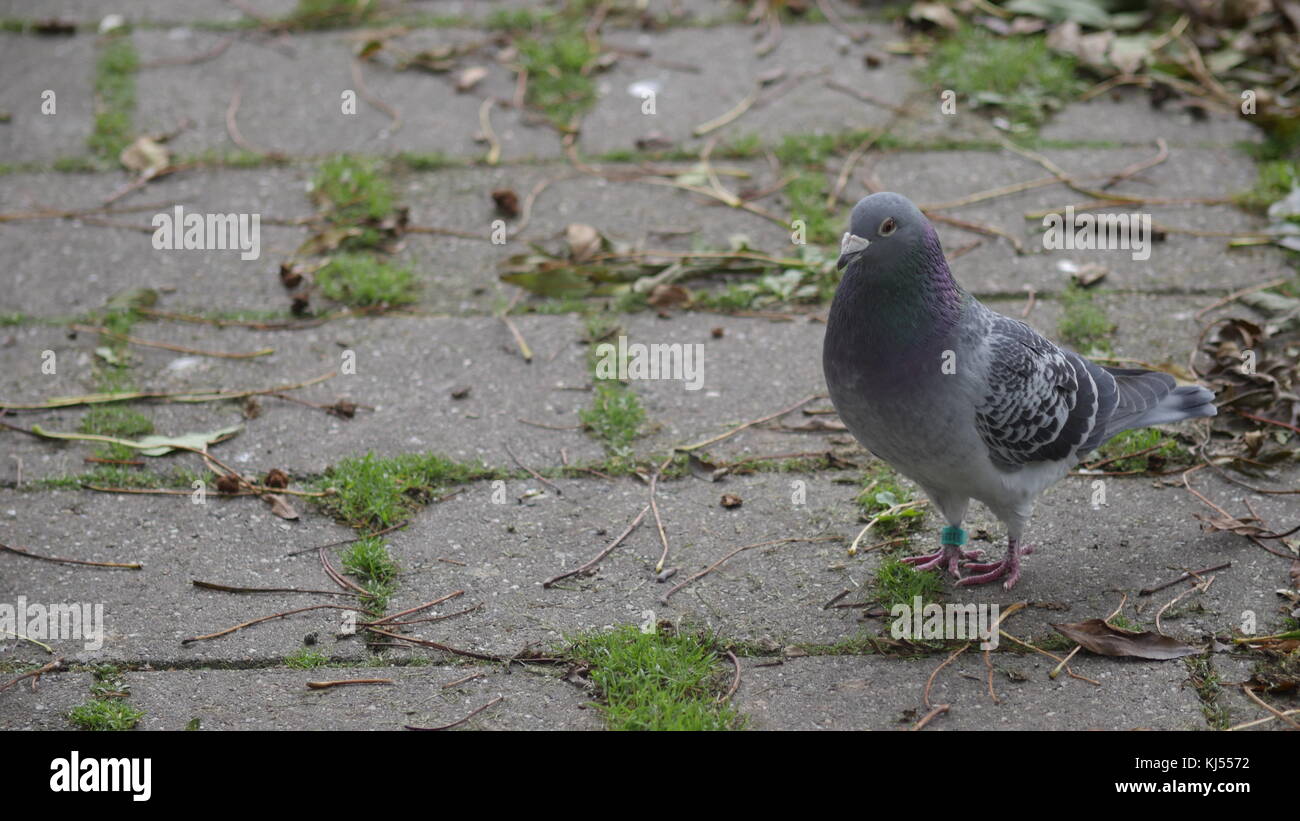 Taube auf der Straße stellen Stockfoto