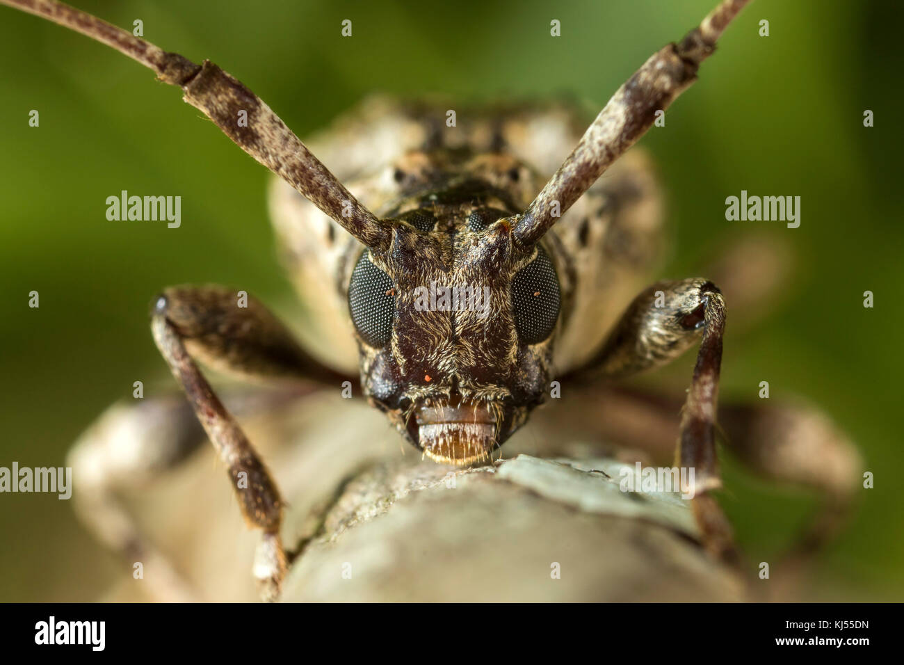 Longhorn beetle Portrait auf einen Zweig der Baumstruktur Stockfoto