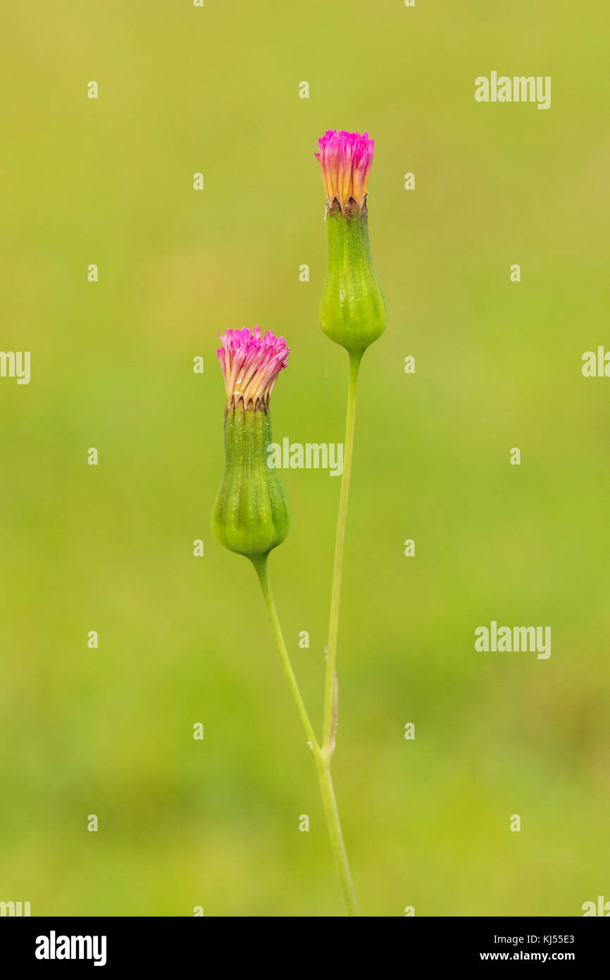 Zwei kleine rote Blumen auf grünem Hintergrund Stockfoto