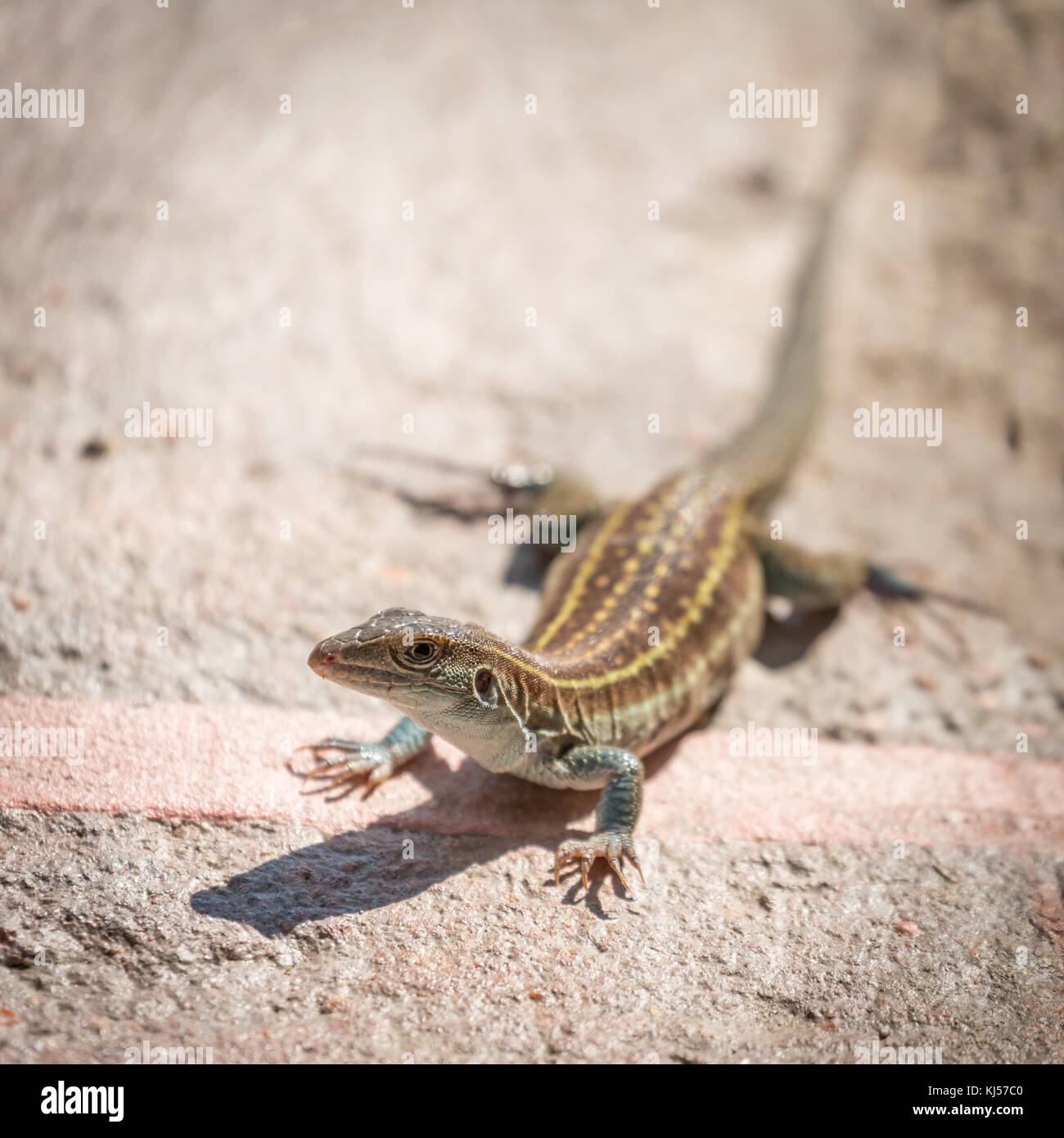 Wüste stachelige Echse (sceloporus Magister), Tucson, Arizona, USA Stockfoto