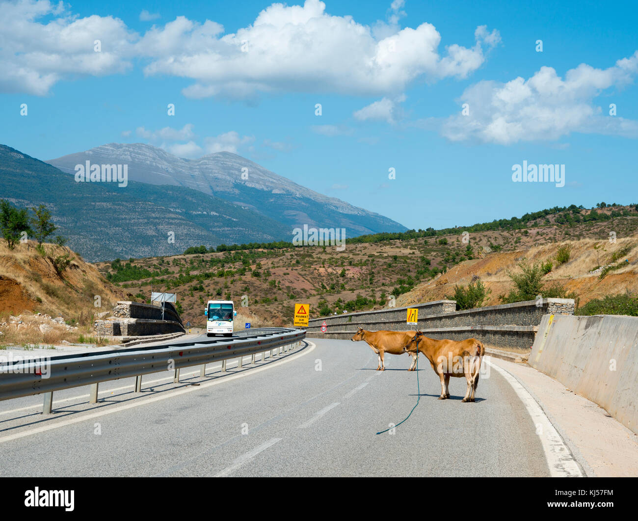 Kühe stehen auf der Autobahn a1, kukes, Albanien Stockfoto