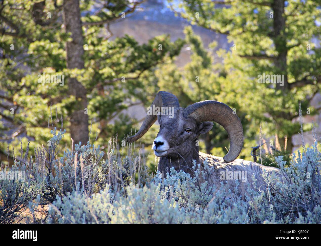 Ram ruht auf einer Bergspitze Stockfoto