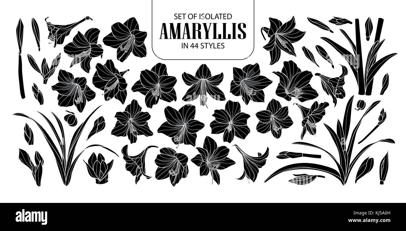 Eingestellt von isolierten Silhouette oder Amaryllis hippeastrum in 44 Stile. cute Hand gezeichnet Blume Vector Illustration in weißer Umriss und Schwarz auf Schwarz Stock Vektor