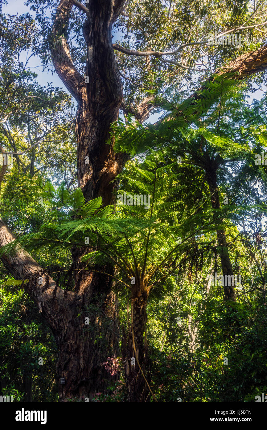 Australische Wald der Royal Botanic Gardens Melbourne Stockfoto