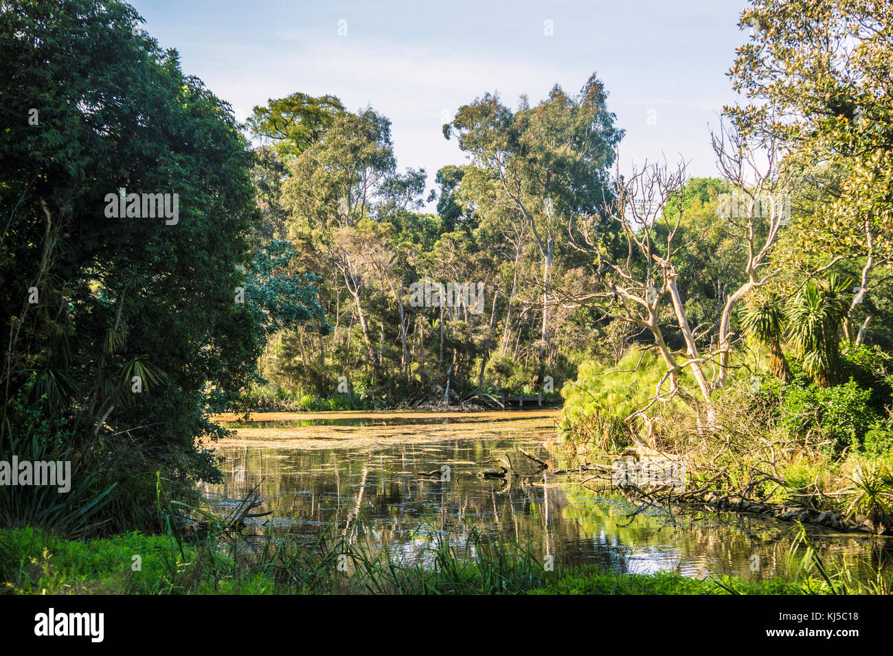 Eine Ecke von Zierteich in den Royal Botanic Gardens Melbourne Stockfoto