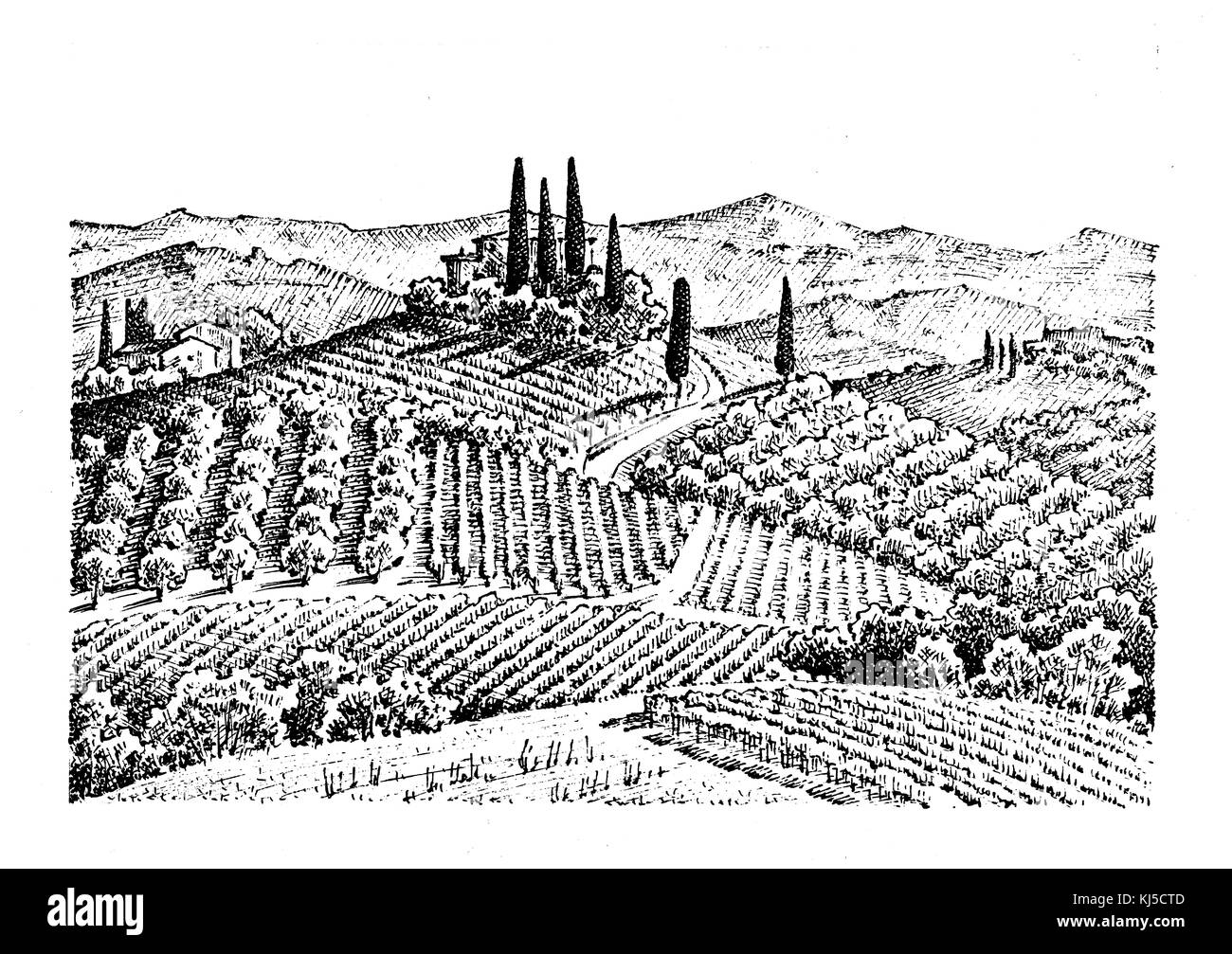 Rustikale Weinberg. ländliche Landschaft mit Häusern. solar Toskana Hintergrund. Felder und Zypressen. Ernte und Heuballen. graviert Hand in alten gezeichnet Stockfoto