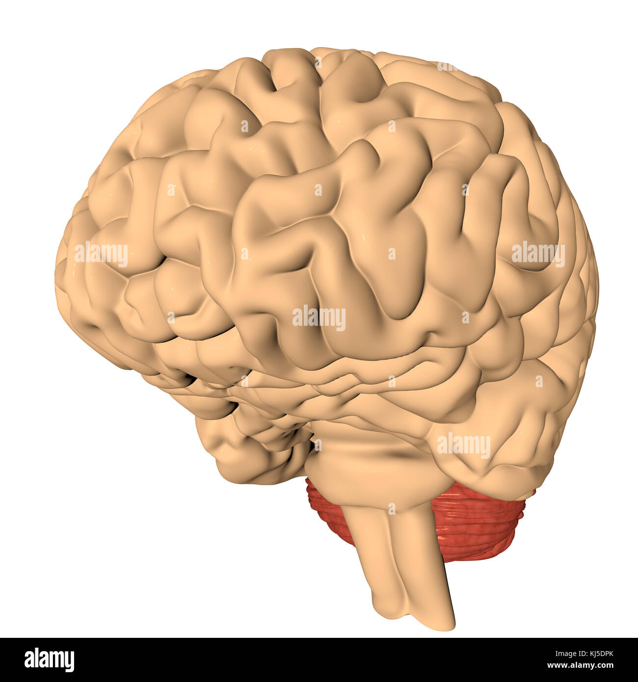 Menschliche Gehirn 3D-Rendering Stockfoto