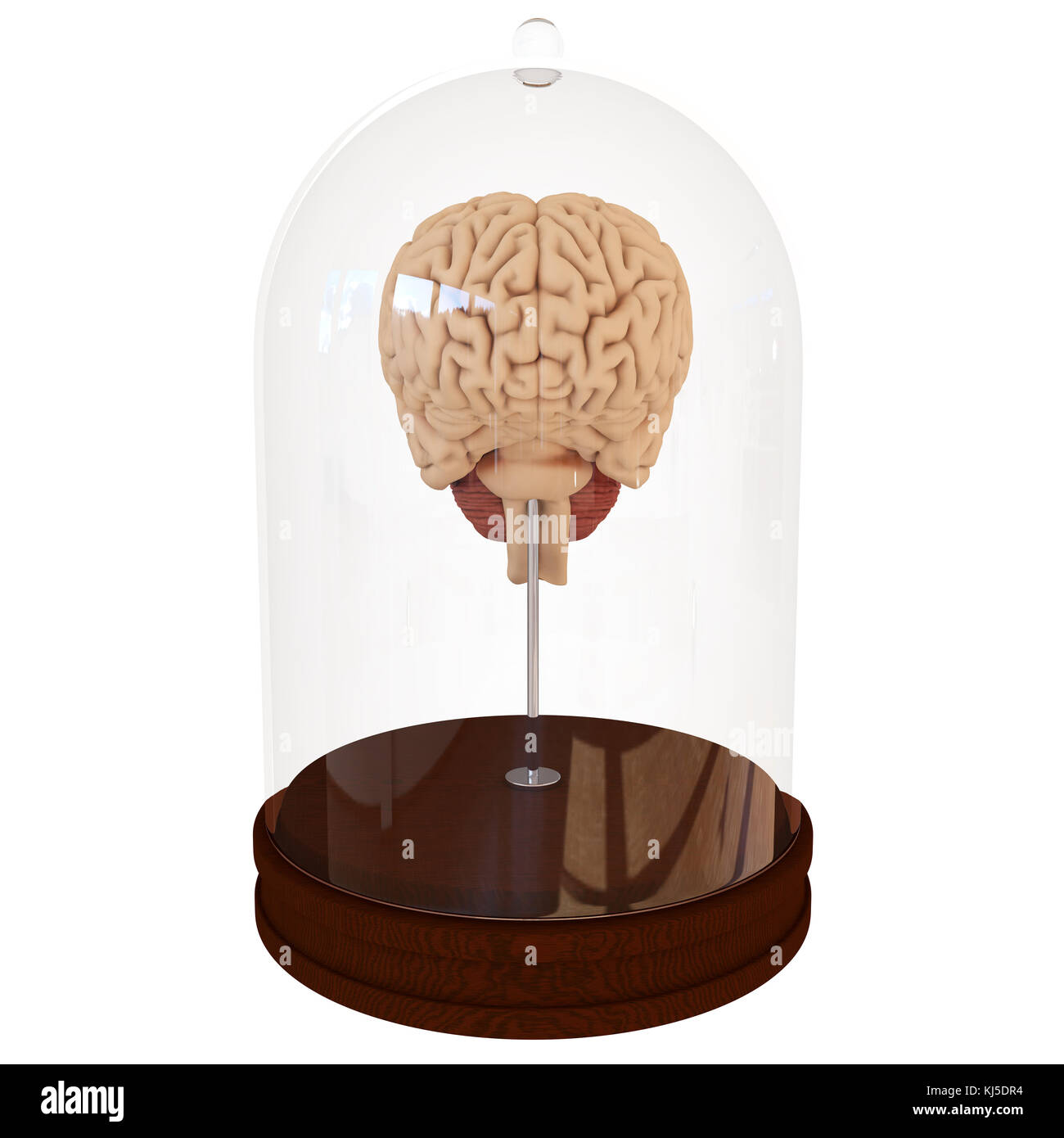 Menschliche Gehirn im Glas. 3D-Rendering Stockfoto