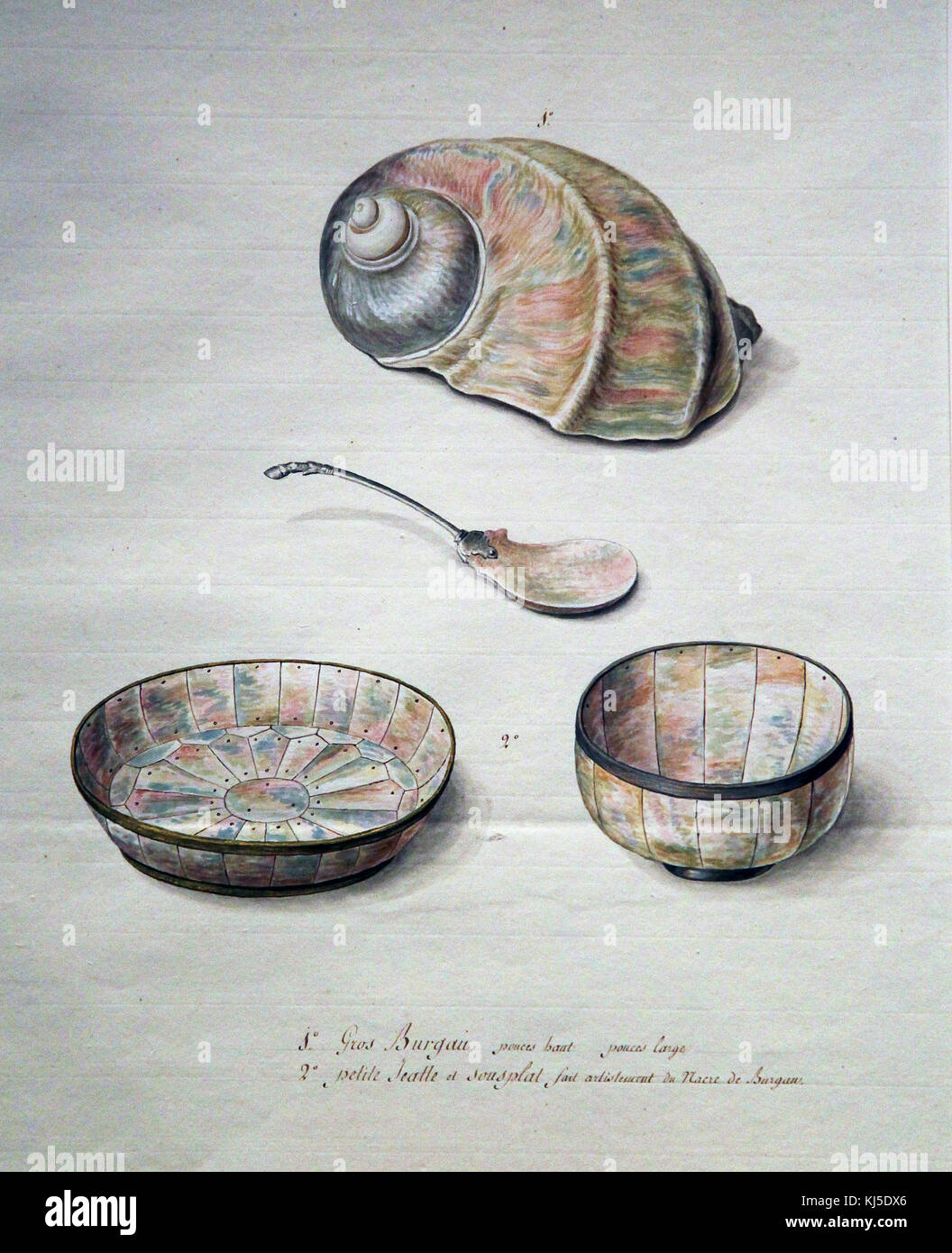 Perlmutt Muschel von Pierre Francois Ledoulx 1730-1807 Brügge Belgien Stockfoto