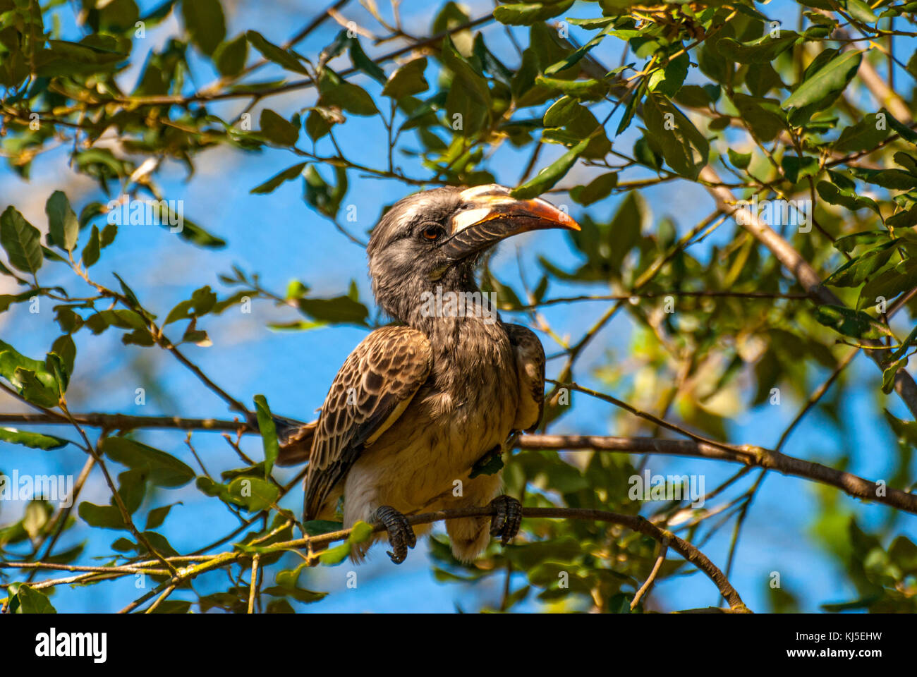 African Grey hornbill Vogel (tockus nasutus) Stockfoto