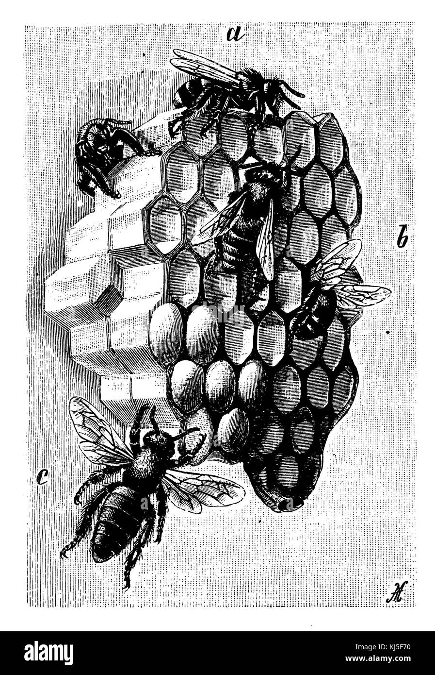 Honigbiene: Wabe, Drohne, b Arbeiter, c Königin, direkt neben der Weiselwiege (Honigbiene: Waben, a Drohnen, b Arbeiterinnen, c Königin, rechts daneben Weiselwiege) Stockfoto
