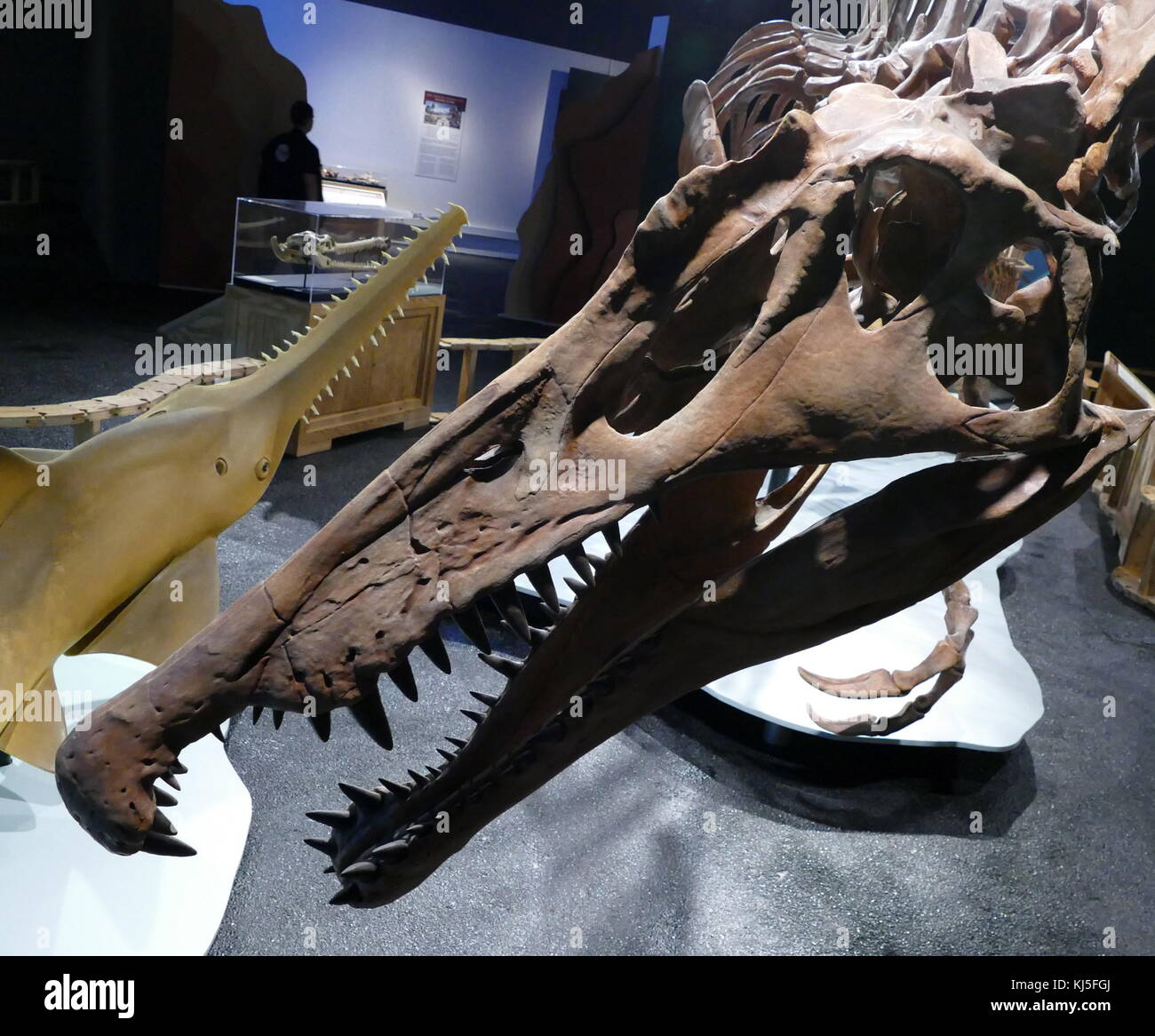 Skelett einer Spinosaurus, eine Gattung der theropode Saurier. Stockfoto