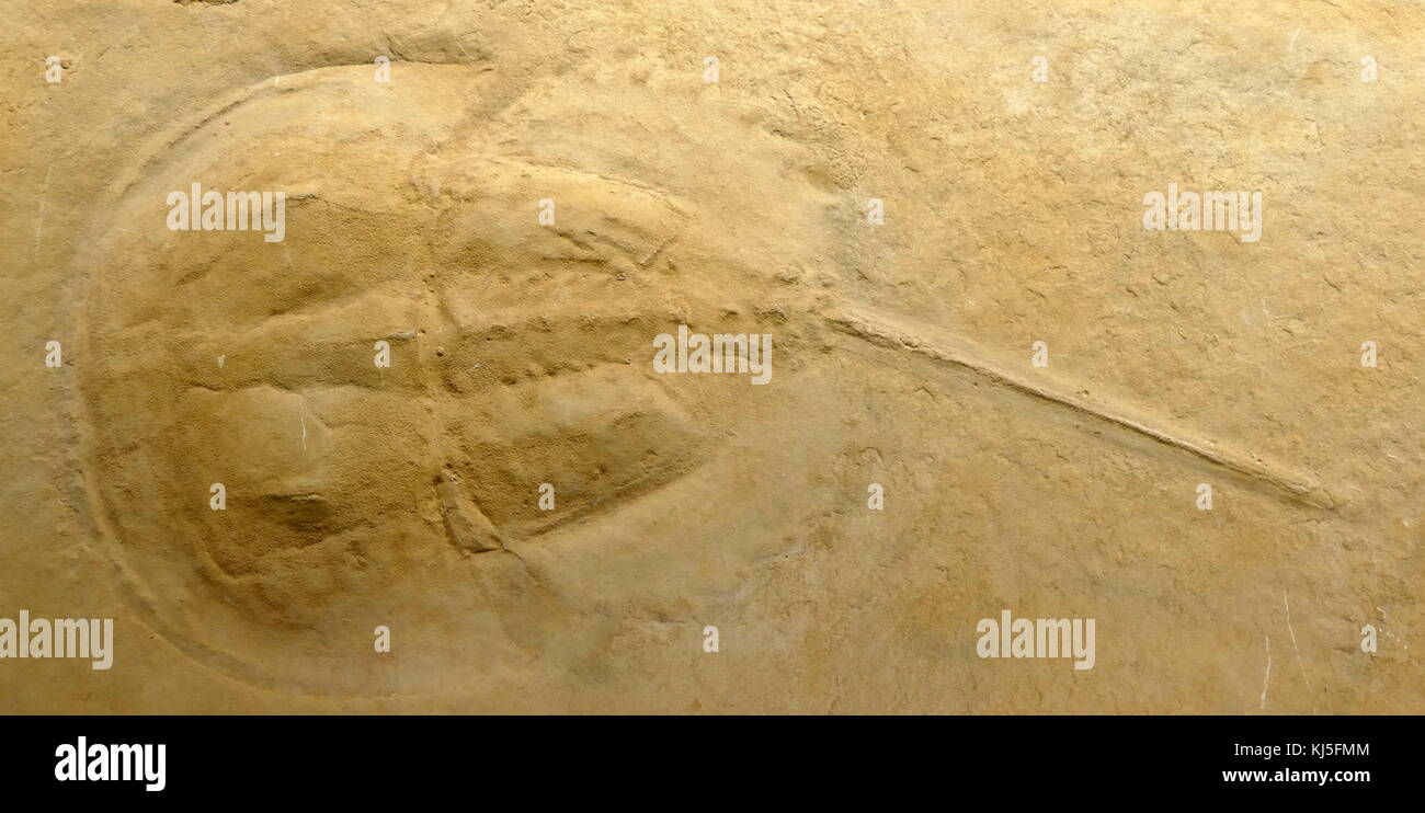 Gips Kopie einer paratype Muster (Horseshoe crab) zurückgehend auf der Trias. Vom 20. Jahrhundert Stockfoto