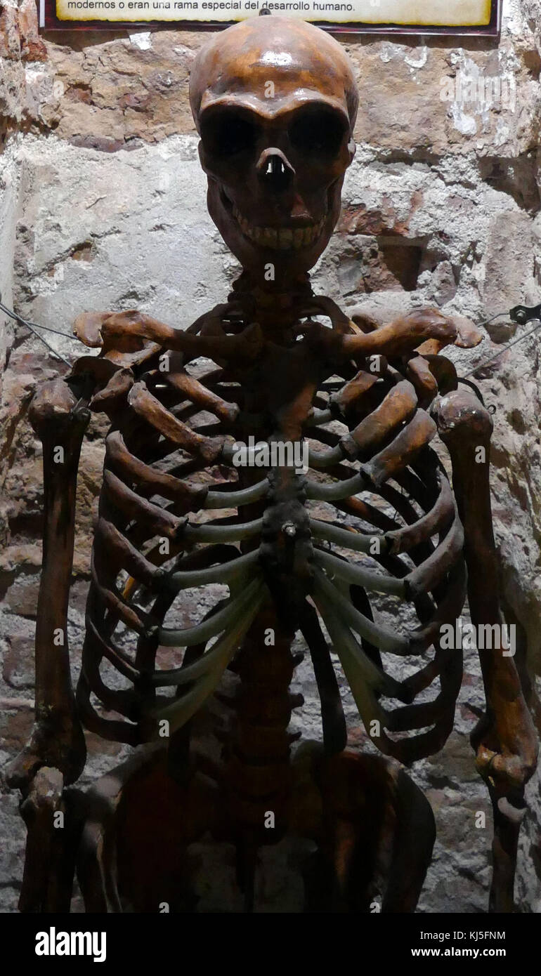 Skelett eines frühen Neandertaler, einer Art oder Unterart der archaische Mensch in der Gattung Homo, die ausgestorben etwa vor 40.000 Jahren ging. Stockfoto