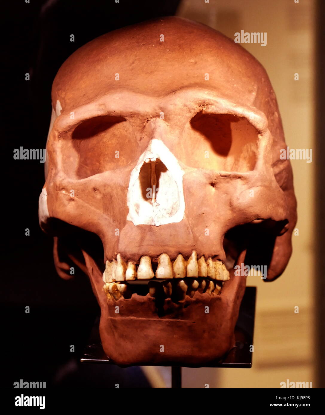 Schädel eines frühen Homo sapiens in Osteuropa gefunden. Stockfoto