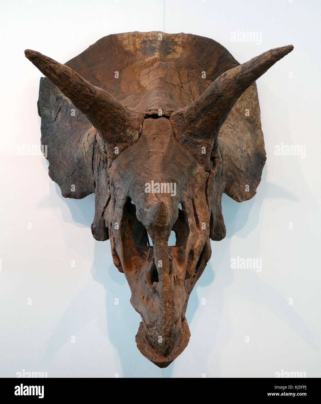 Schädel eines Triceratops, eine Gattung von Pflanzen fressenden Dinosaurier ceratopsid ersten während der späten Maastrichtium Phase der späten Kreidezeit erschienen. Stockfoto