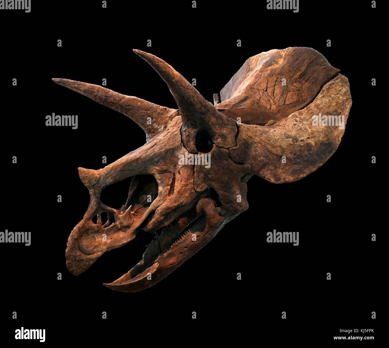 Schädel eines Triceratops, eine Gattung von Pflanzen fressenden Dinosaurier ceratopsid ersten während der späten Maastrichtium Phase der späten Kreidezeit erschienen. Stockfoto