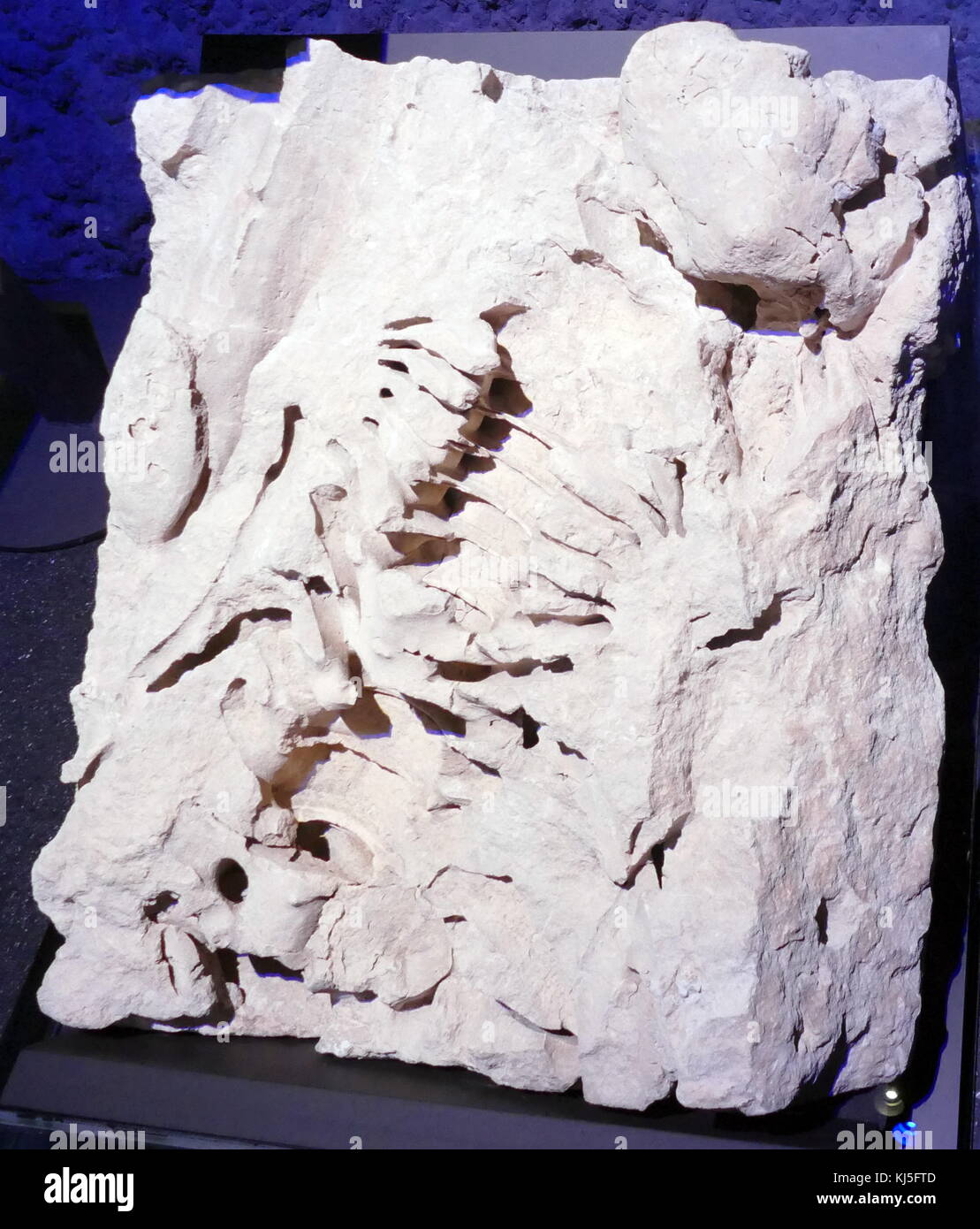 Fragmente der Wirbelsäule und Bandscheiben aus dem Livyatan, eine ausgestorbene Gattung der physeteroid Wal, ähnlich wie in der Größe der modernen Pottwal. Stockfoto