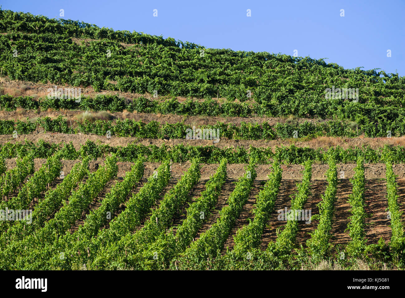 Weinberge bedecken die Hänge oberhalb des Rio Douro, Portugal Stockfoto