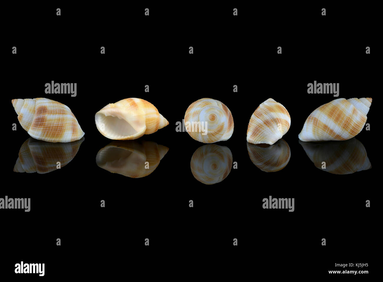 Nassarius Muschelschnecken, gewöhnlicher Name nassa Schlammschnecken (USA) oder Hundehühnchen (UK). Meeresschnecken, Familie Nassariidae. L 3,5xW2 x H 1,8 cm. Gefunden in Dub Stockfoto