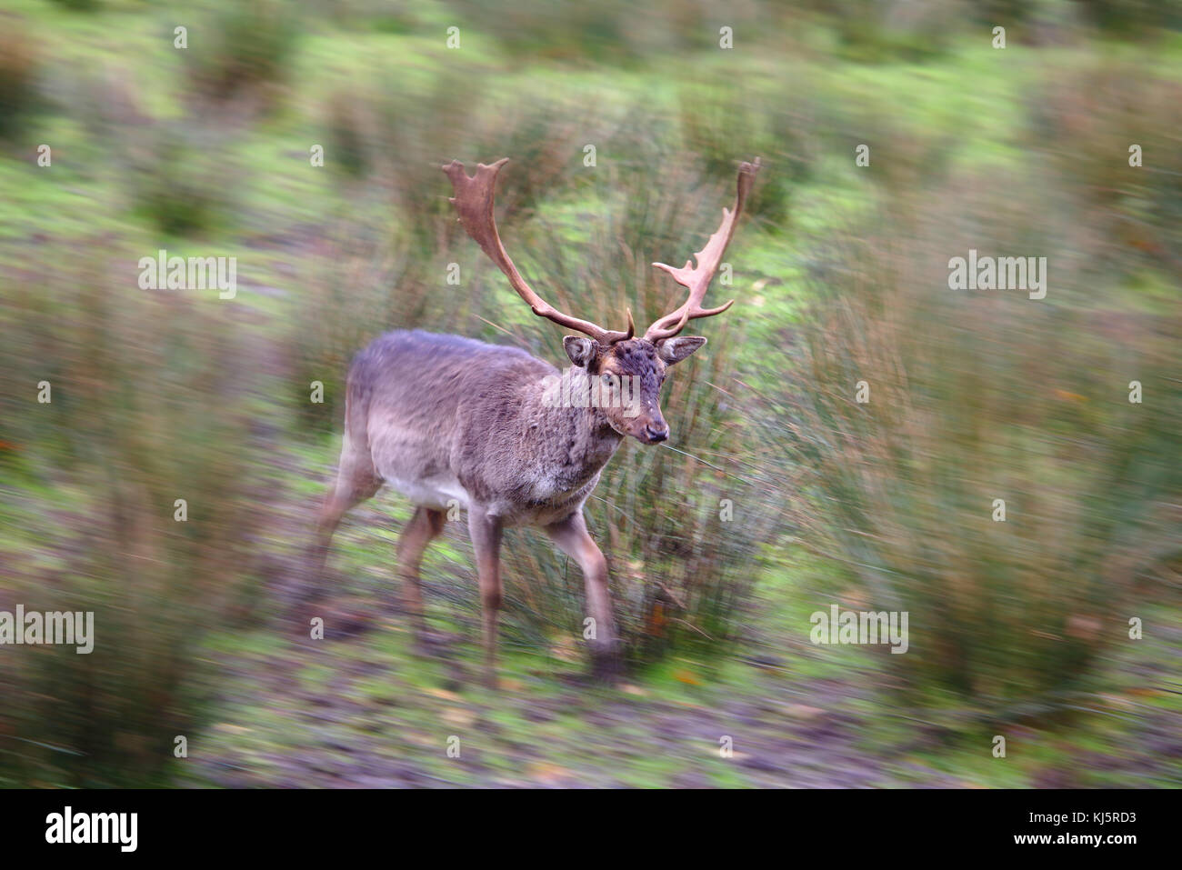 Männlichen Damwild, die Vergangenheit mit Motion Blur zu den Rändern des Bildes Stockfoto