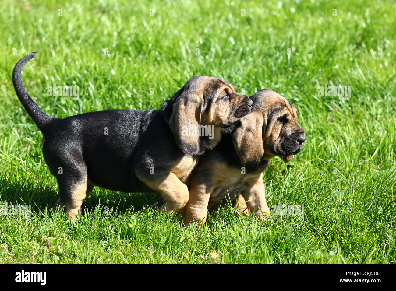 55+ Bloodhound Puppies