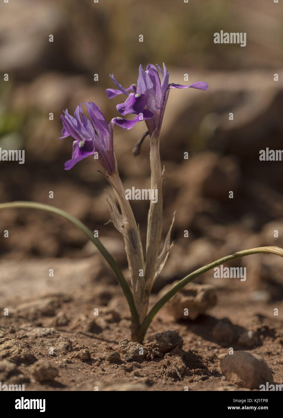 Ein Zwerg Iris, Barbary Mutter, Moraea sisyrinchium, Gynandriris sisyrinchium, Stockfoto
