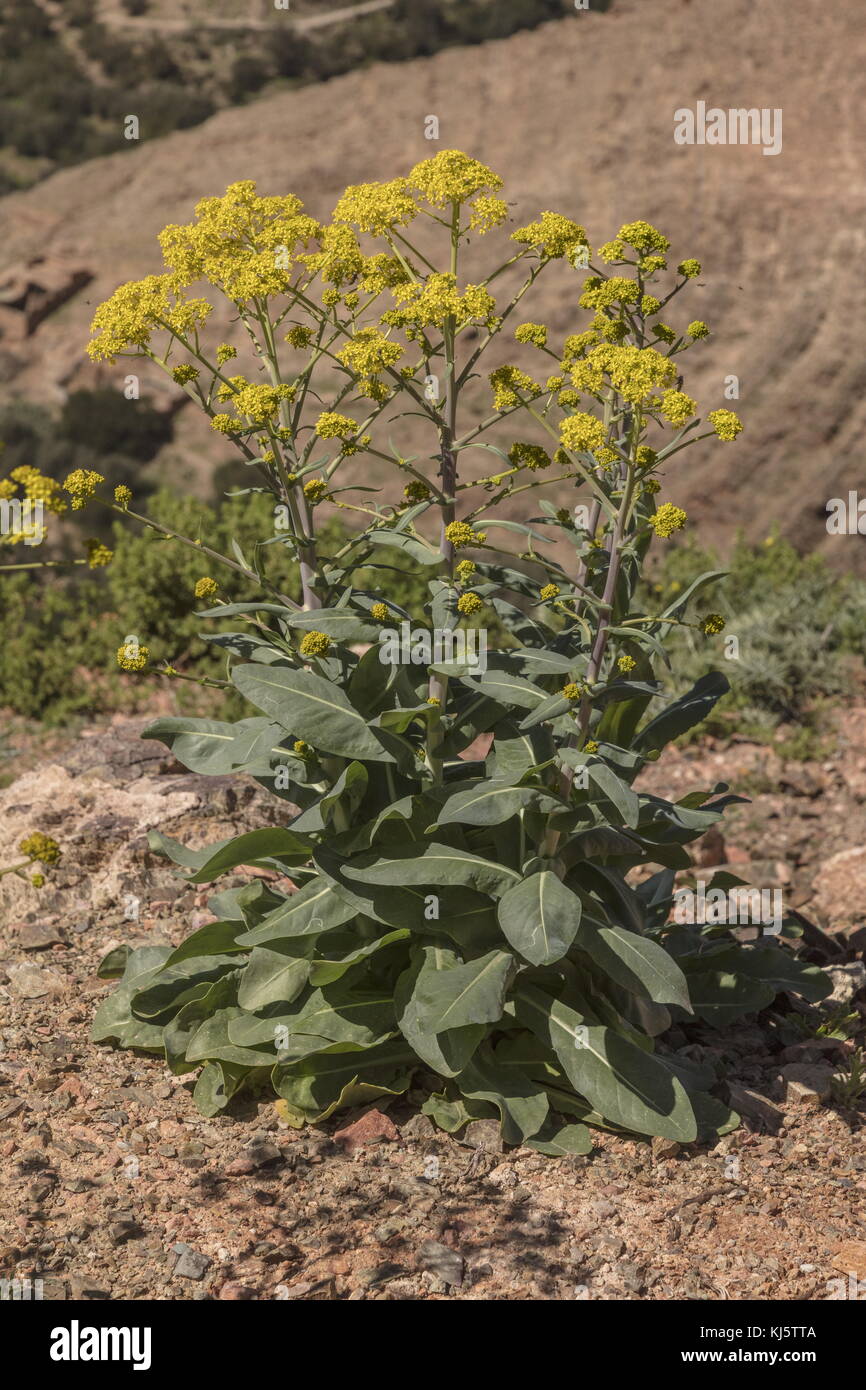 Färberwaid, Isatis Dolmetsch subsp Dolmetsch, in der Blume im Hohen Atlas, Marokko. Stockfoto