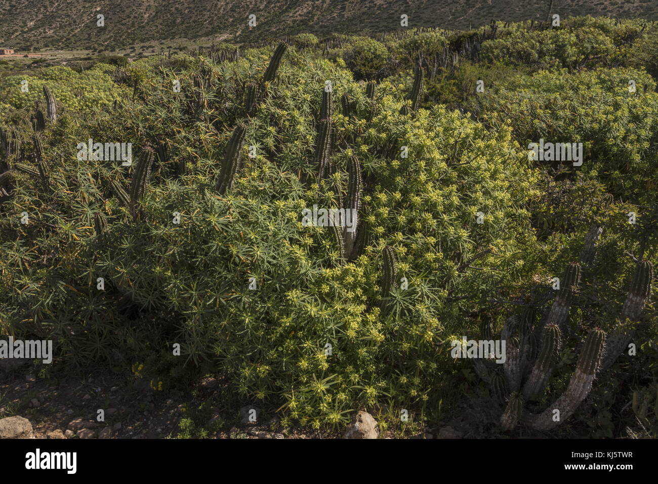 Coastal Scrub mit spurges, Euphorbia regis-jubae und Euphorbia officinarum, bei Cap Rhir, süd-westlich von Marokko. Stockfoto