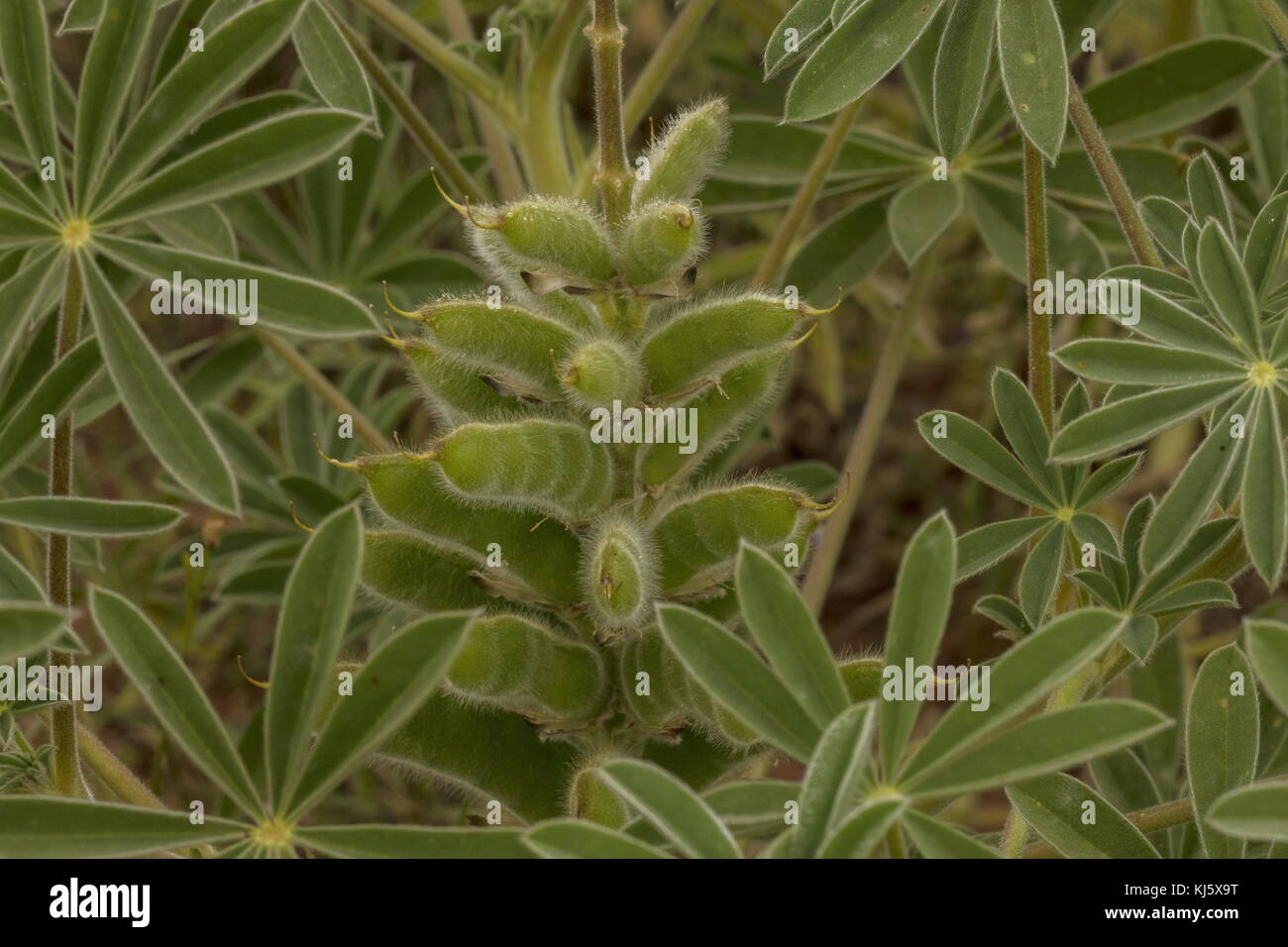 Eine Lupine in der Blüte, Lupinus micranthus, Marokko. Stockfoto