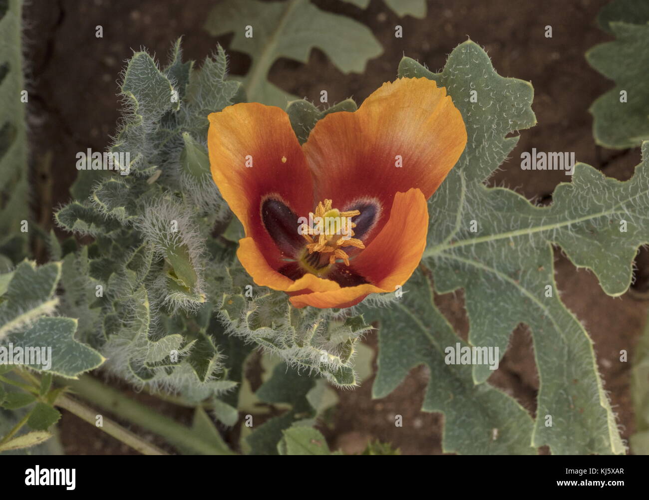 Rothornmohn, Glaucium corniculatum subsp. Corniculatum, in Blüte auf Sanddünen, Mnorocco. Stockfoto