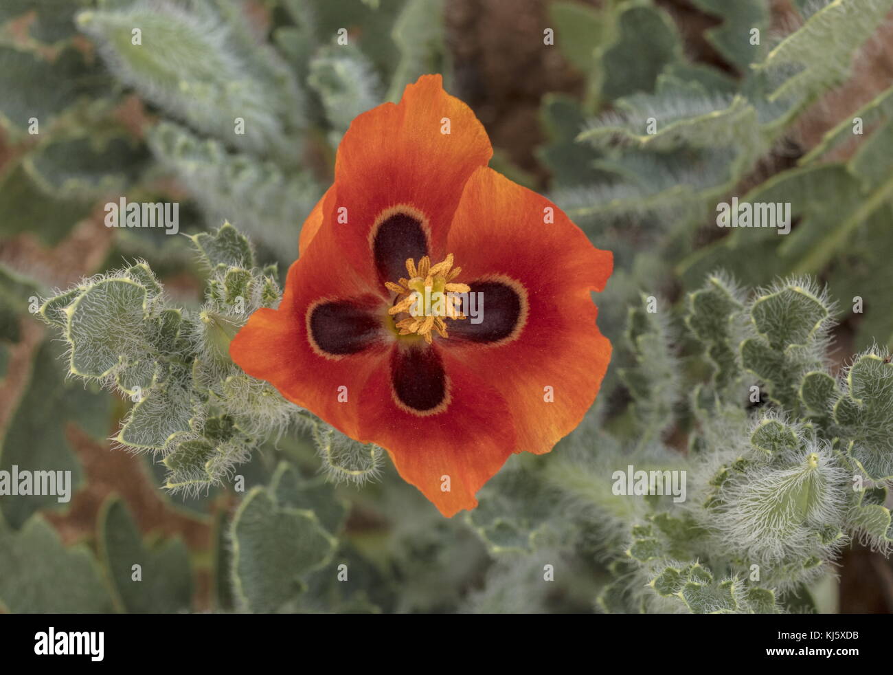 Rothornmohn, Glaucium corniculatum subsp. Corniculatum, in Blüte auf Sanddünen, Mnorocco. Stockfoto