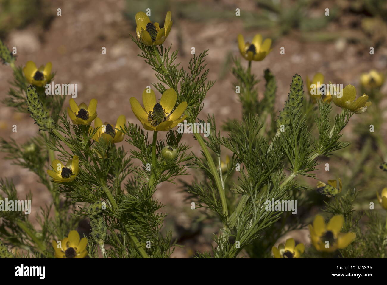 Gelbes Fasanenauge, Adonis microcarpa in Blüte und Frucht; mediterran. Stockfoto