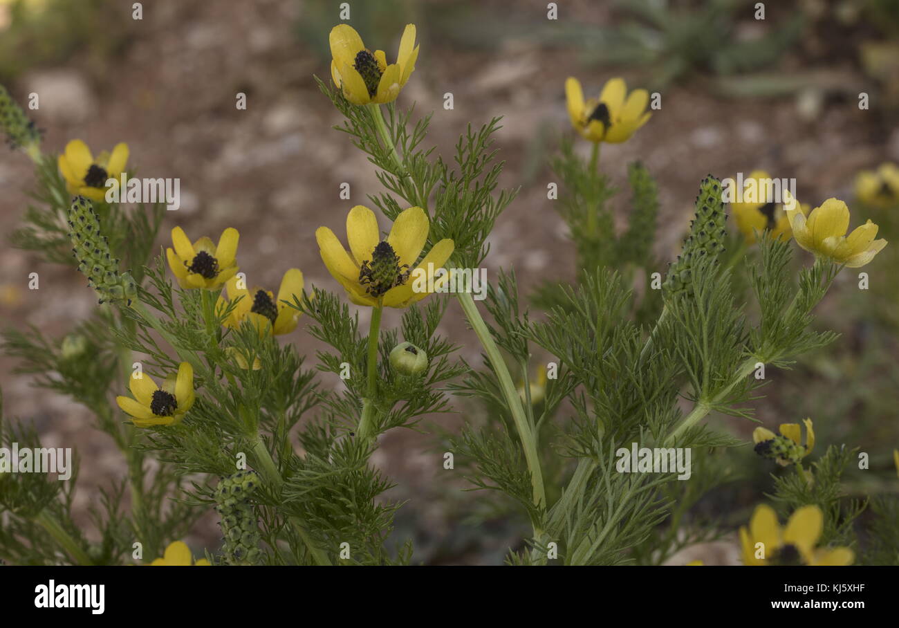 Gelbes Fasanenauge, Adonis microcarpa in Blüte und Frucht; mediterran. Stockfoto