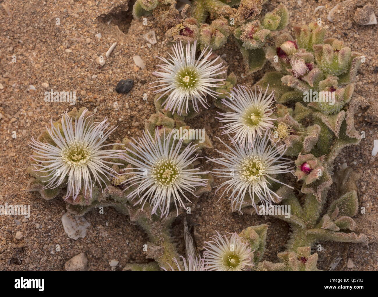 Eispflanze, Mesembryanthemum crystallinum, in Blüte auf Salzwasser, Marokko. Stockfoto
