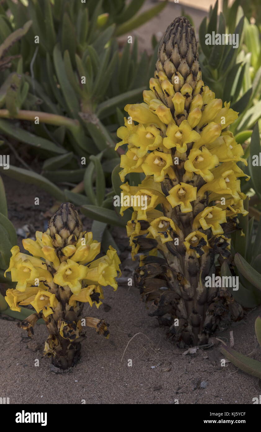 Gelber Besen, Cistanche phelypaea, in Blüte auf Sanddünen, Marokko. Stockfoto