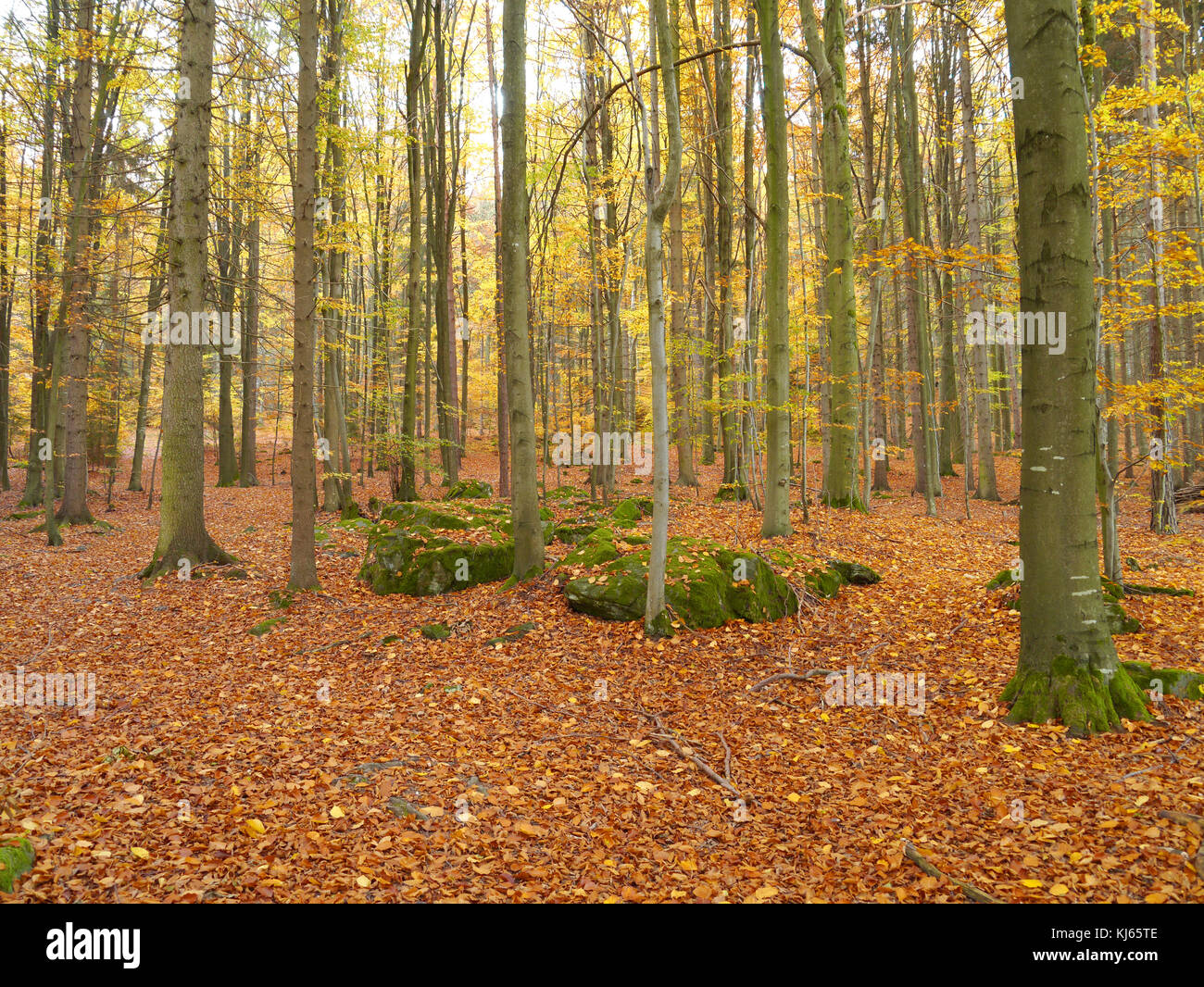 Herbst Wald mit Buche Blätter in Herbstfarben Stockfoto