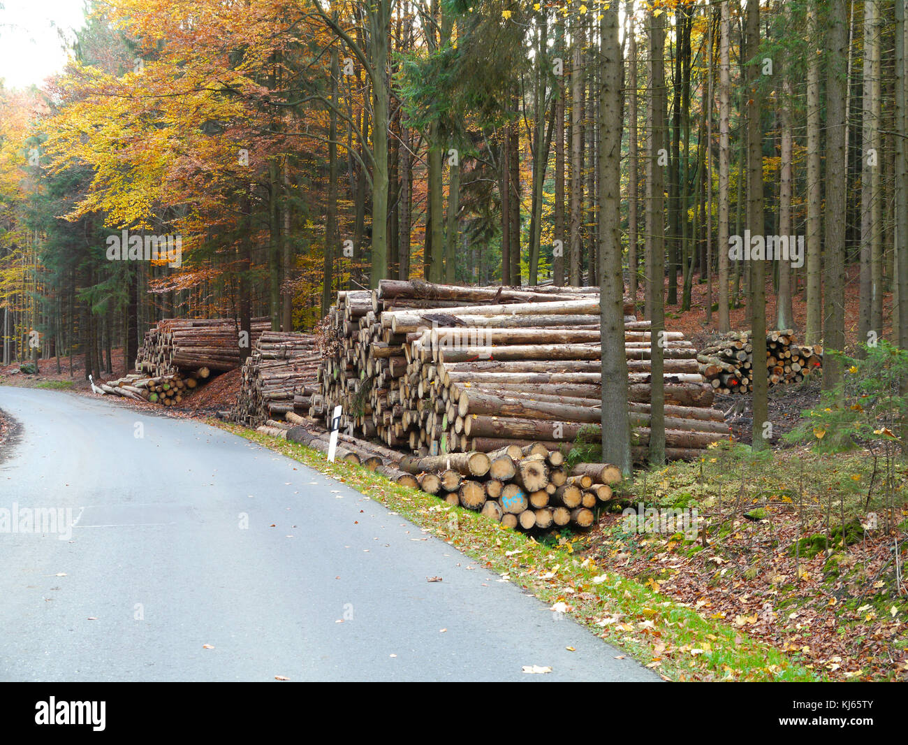 Holzplatz in der Nähe einer Straße im Herbst Stockfoto